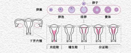 基础卵泡越多，试管婴儿成功率越高吗