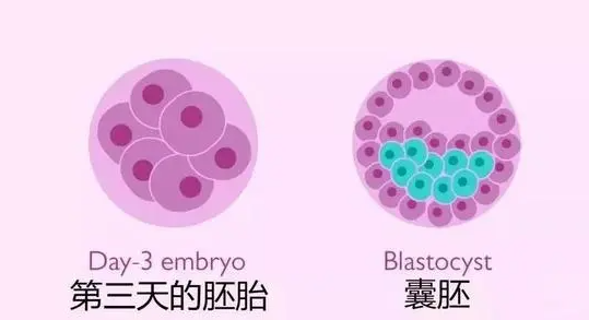 美国试管婴儿冻胎移植时间，试管解冻移植大概几天完成呢？