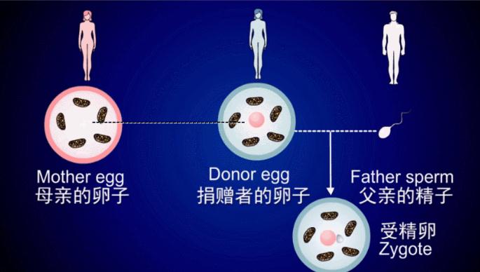 泰国第四代试管婴儿技术怎么样？原理是什么？