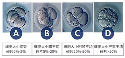 试管婴儿胚胎怎么分级？