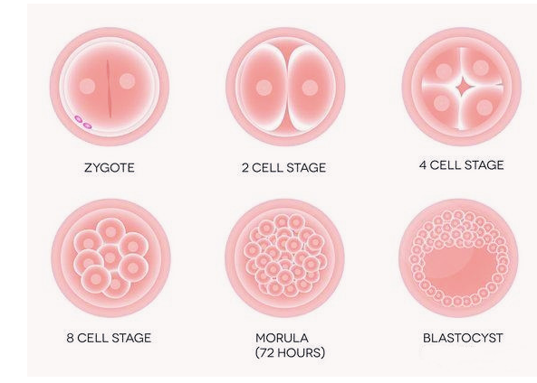 试管婴儿植入：鲜胚、冻胚，何者成功率高？