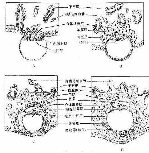 单一胚胎植入SET : The Power of One