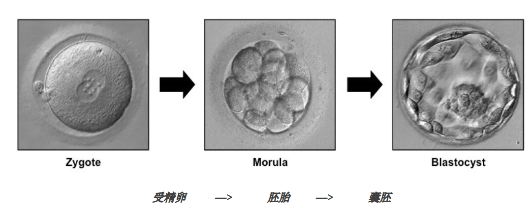 试管婴儿：冷冻卵子和冷冻胚胎，你知道差别在哪吗？