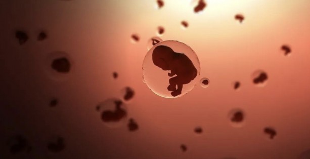 曩胚期胚胎植入术，使胚胎着床率提高