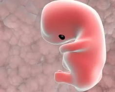 为什么说受精后的前8周是胚胎敏感期？