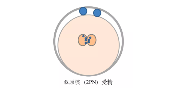 受精卵必走的两条“道路”