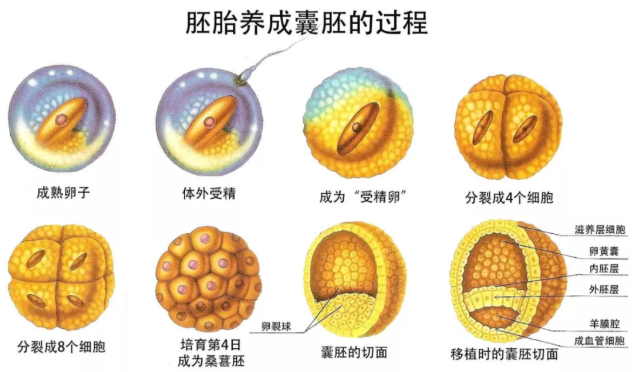 什么是囊胚和囊胚培养